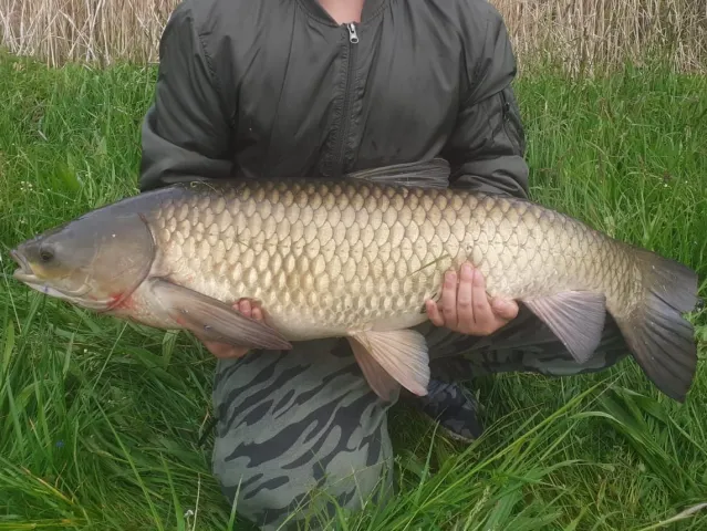 Graskarpfen