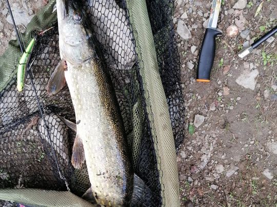 Saale (Ziegenrück) | ALLE ANGELN