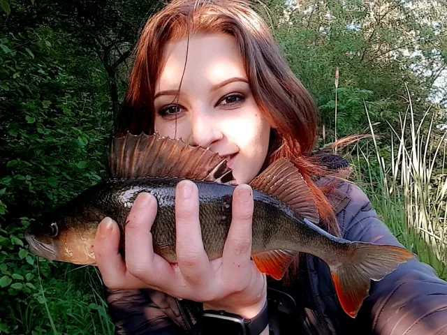 Flussbarsch