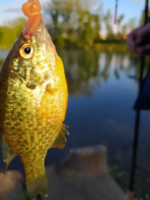 Sonnenbarsch