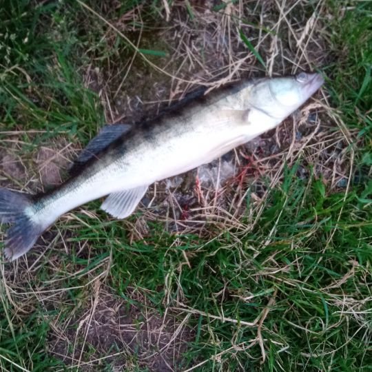 Zander