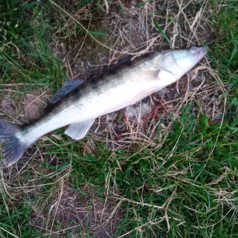 Zander