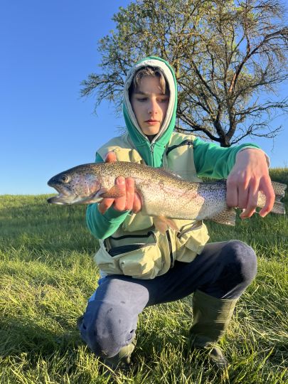 Regenbogenforelle