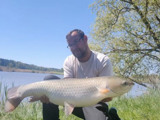 Graskarpfen