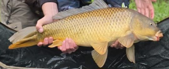 Karpfen