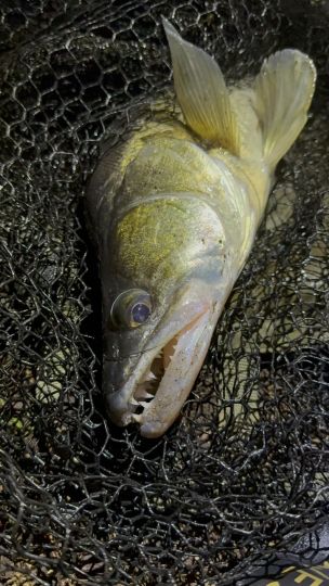 Zander
