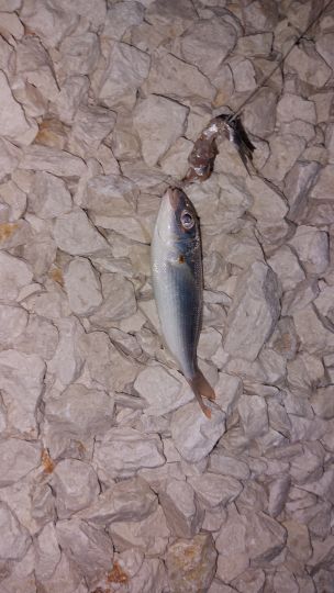 Dorade