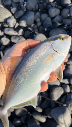 Amberjack