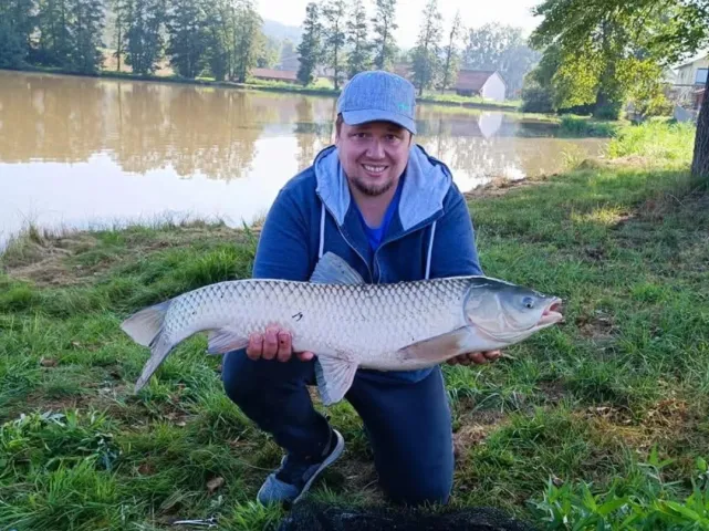 Graskarpfen