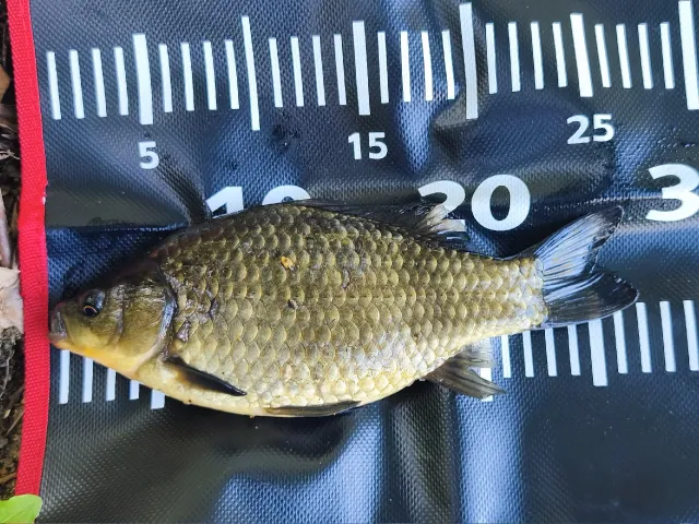 Giebel