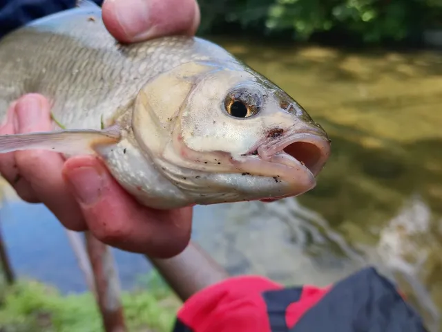 Döbel