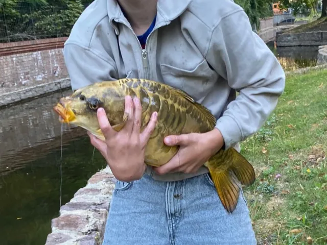 Karpfen