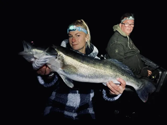 Zander