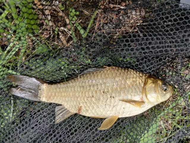 Giebel