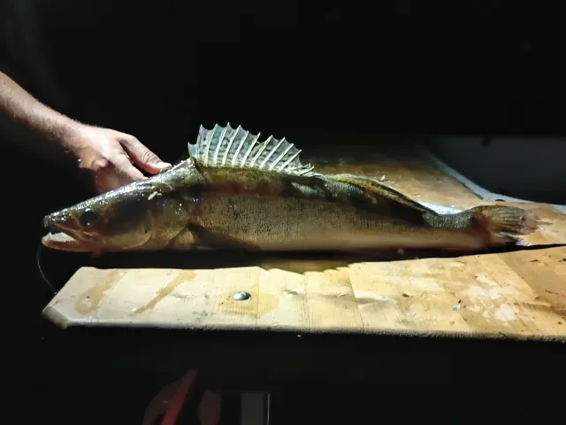 Zander