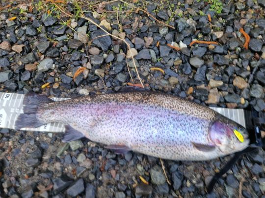 Regenbogenforelle