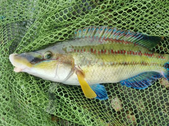 Lippfisch