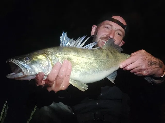 Zander
