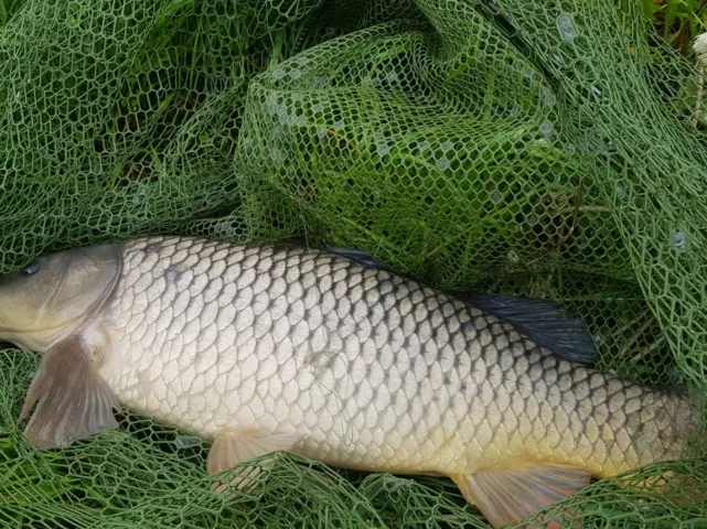Karpfen