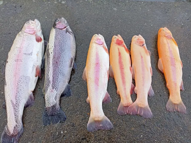 Regenbogenforelle