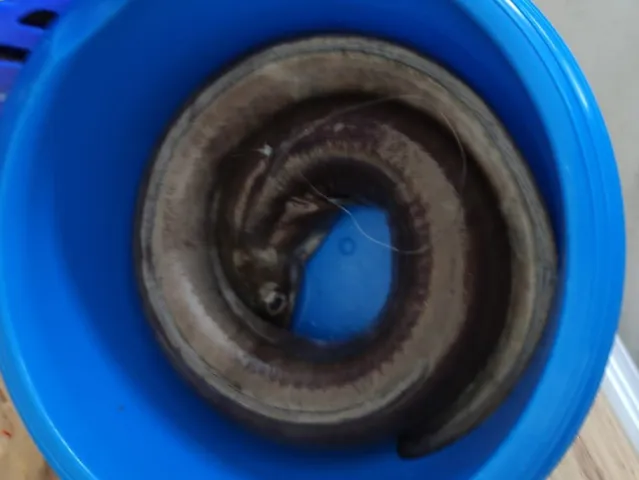 Aal