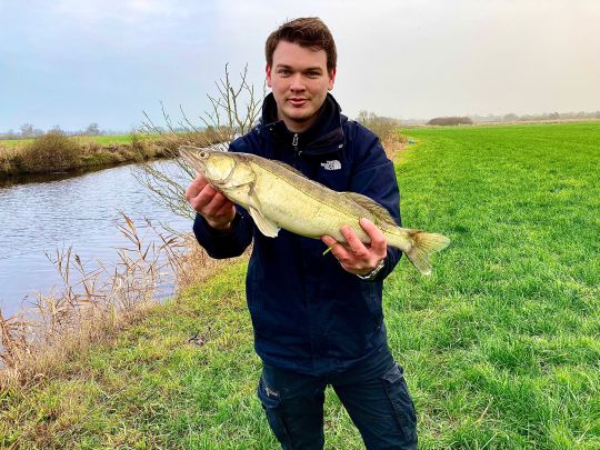 Zander