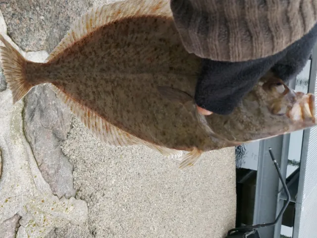 Flunder