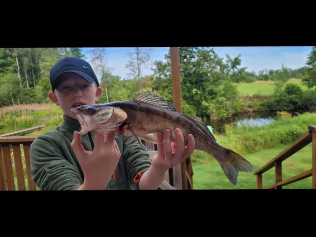 Zander