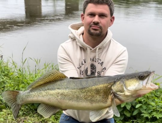 Zander