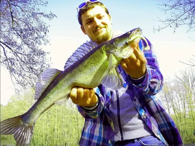 Zander