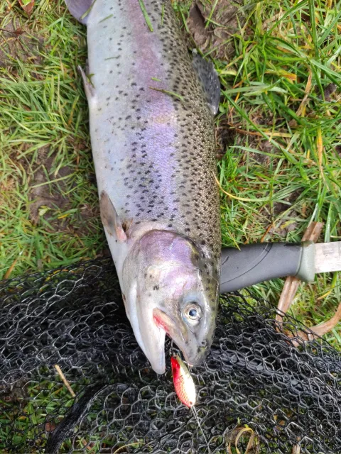 Regenbogenforelle