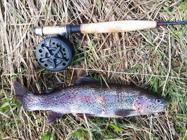Regenbogenforelle