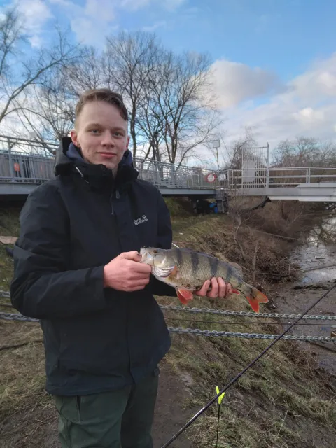 Flussbarsch