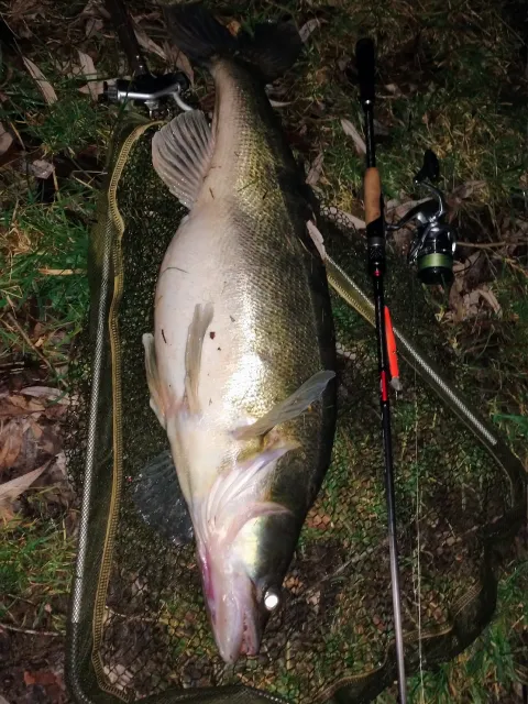 Zander