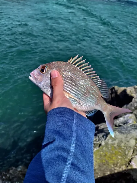 Dorade