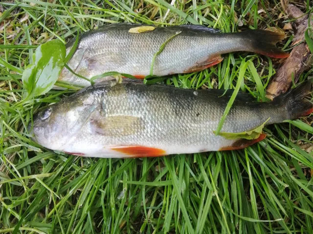 Flussbarsch