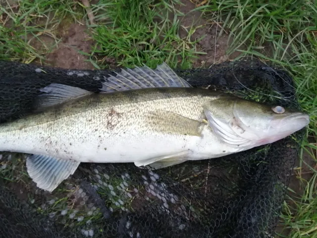 Zander