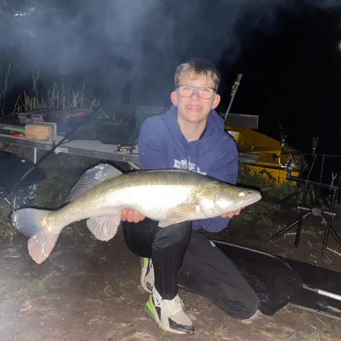 Zander