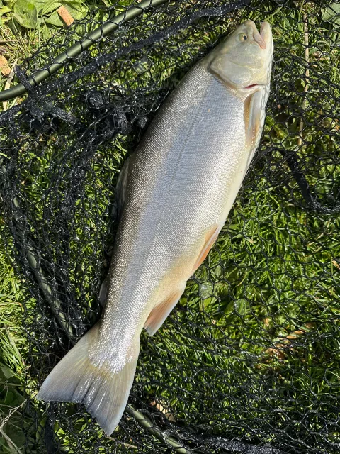 Seesaibling