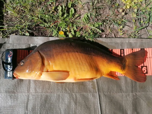 Karpfen