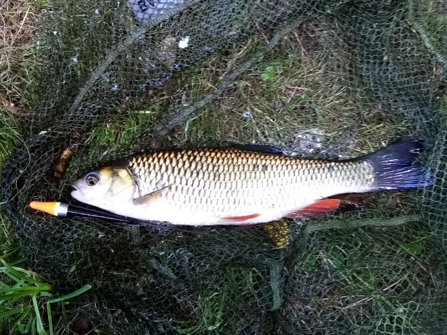 Döbel
