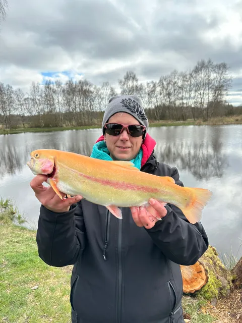 Goldforelle