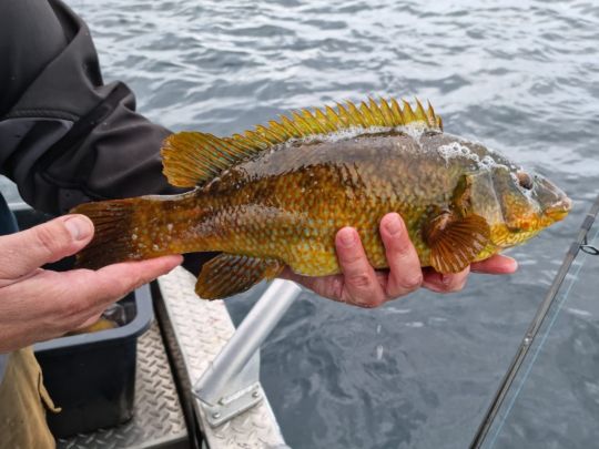 Lippfisch