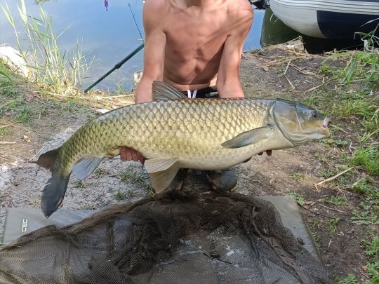 Graskarpfen