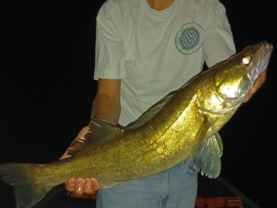 Zander