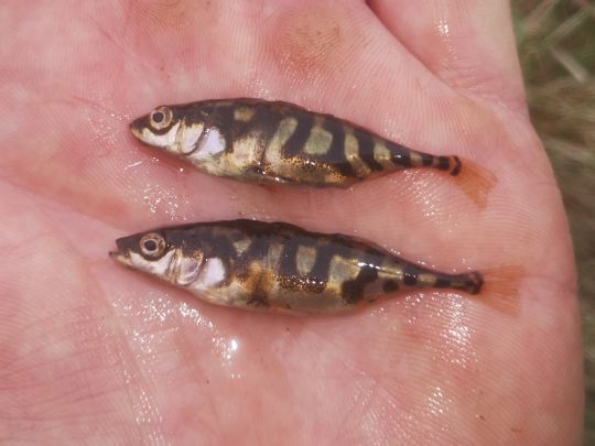 Dreistachliger Stichling