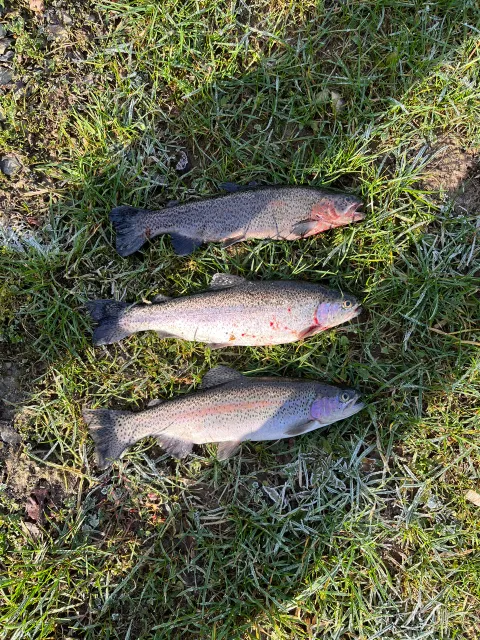 Regenbogenforelle
