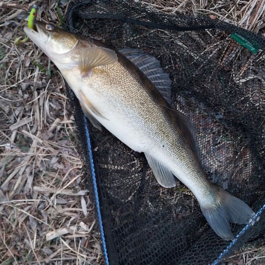 Zander