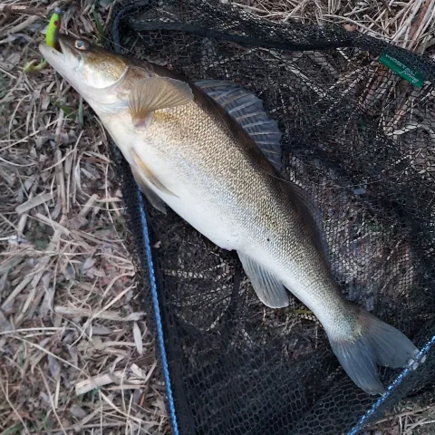 Zander