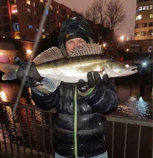Zander